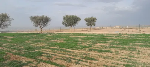 Vente Terrain Agricole Tlemcen Hennaya