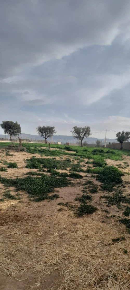 Vente Terrain Agricole Tlemcen Hennaya