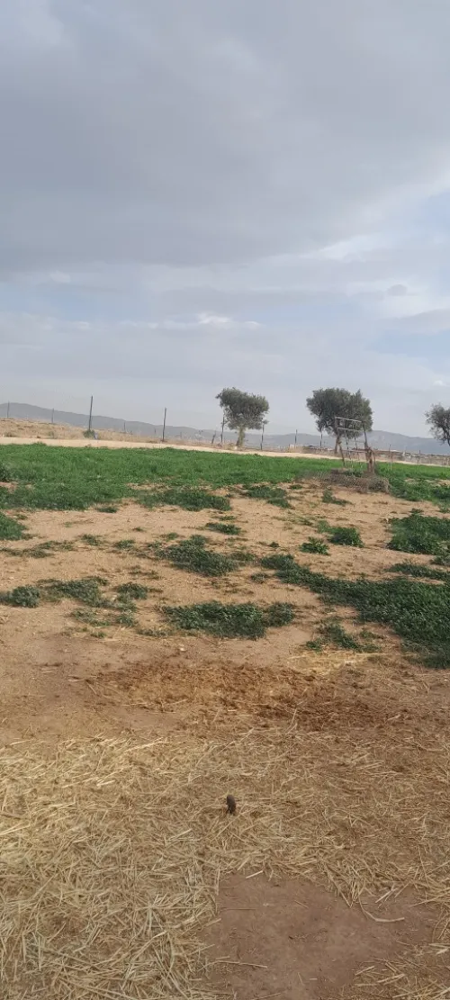 Vente Terrain Agricole Tlemcen Hennaya