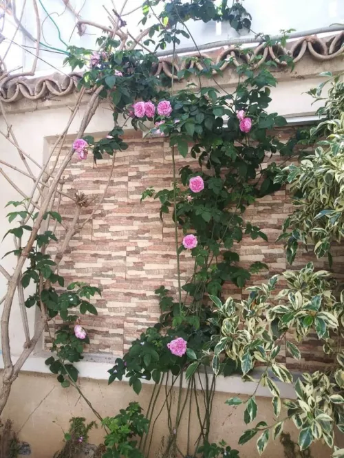 Location Villa Boumerdes Hammedi