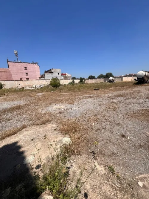 Location Terrain Tipaza Kolea