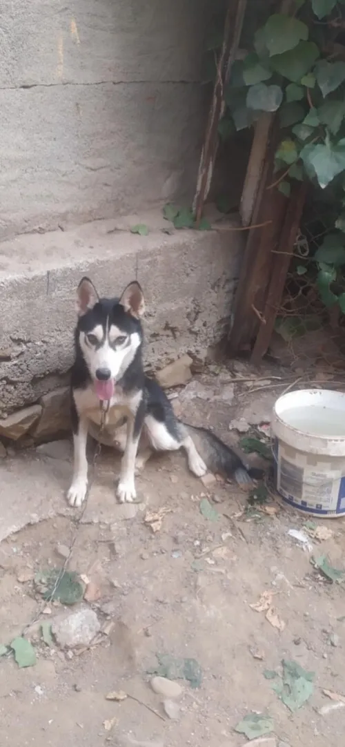 Husky couple