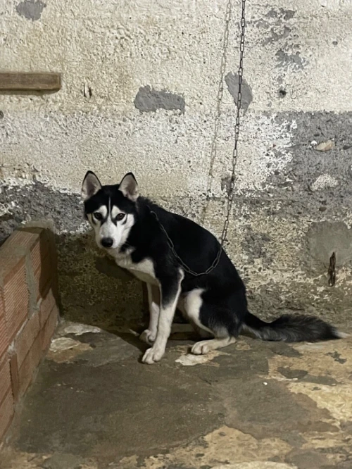 Husky couple