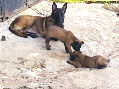 Malinois femelle 