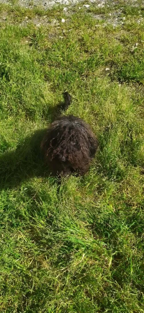 Caniche