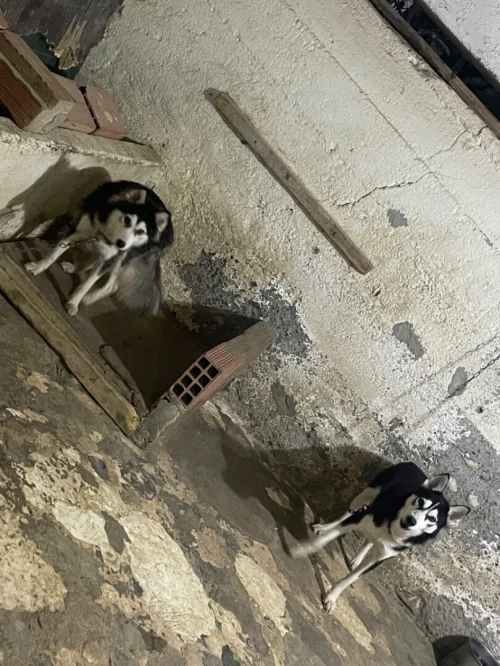 Husky couple