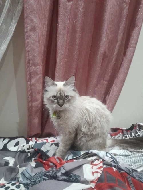 Chat siamois croisé avec un persan 