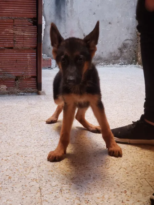 Berger allemand 