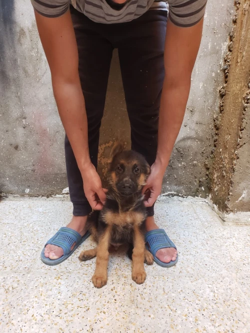 Berger allemand 