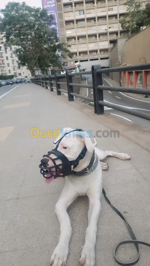 Recherche femelle pour accouplement pour Dogue Argentin