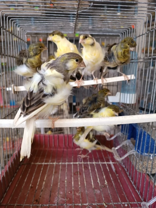 Des canaris frisé 