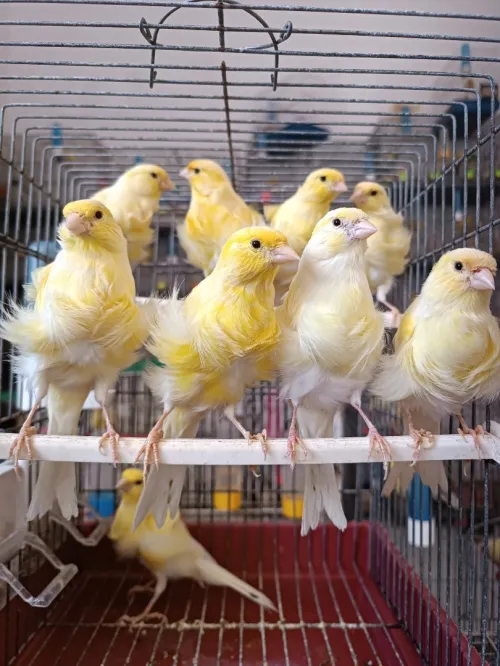 Des canaris frisé 