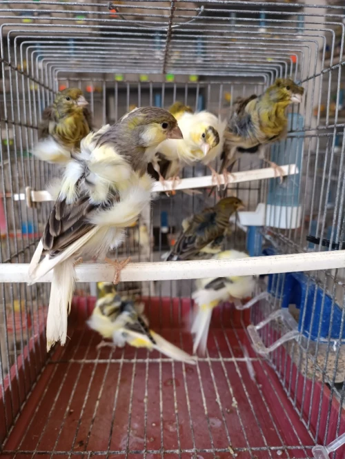 Des canaris frisé 