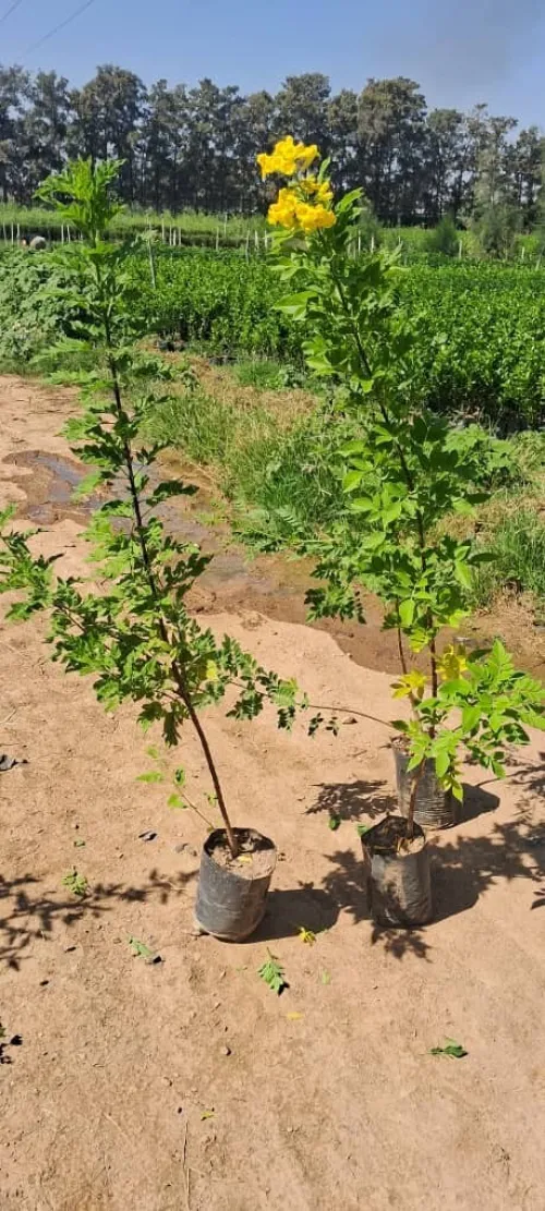 Aménagement des espaces verts