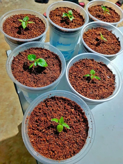 Compost universel 