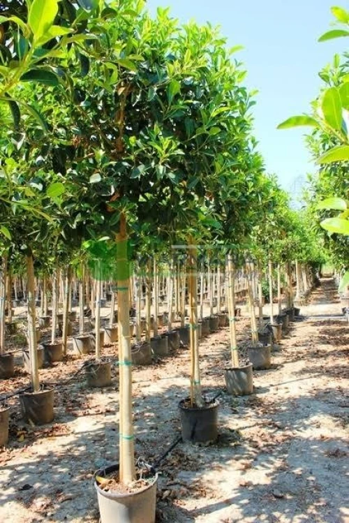 Ficus Dina Garden importation 