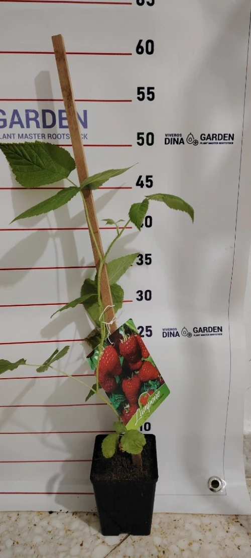 Framboisier importation 33 variété 