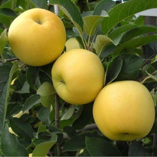 Pommier أشجار التفاح 