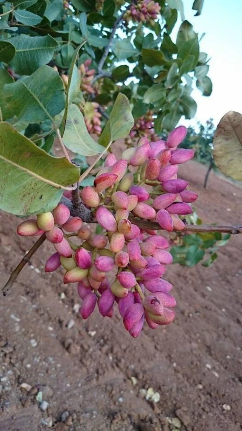 pistachier UCB1 حامل طعم الفستق