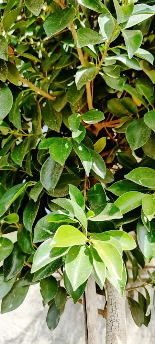 Ficus Dina Garden importation 