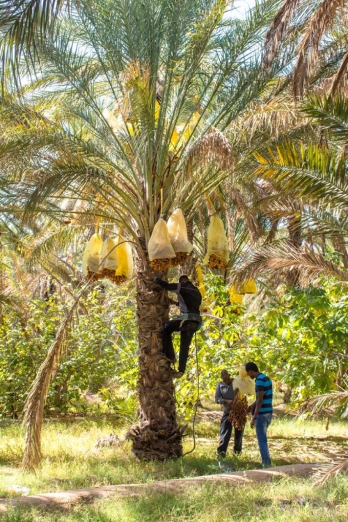 Palmiers dattiers نخيل التمر
