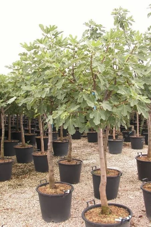 Figuier Dina Garden أشجار التين 