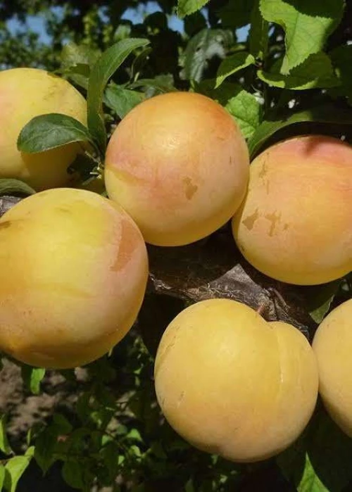 Prunier Mirabel de metz