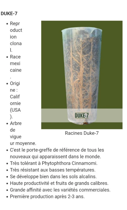 Avocatier clonal 