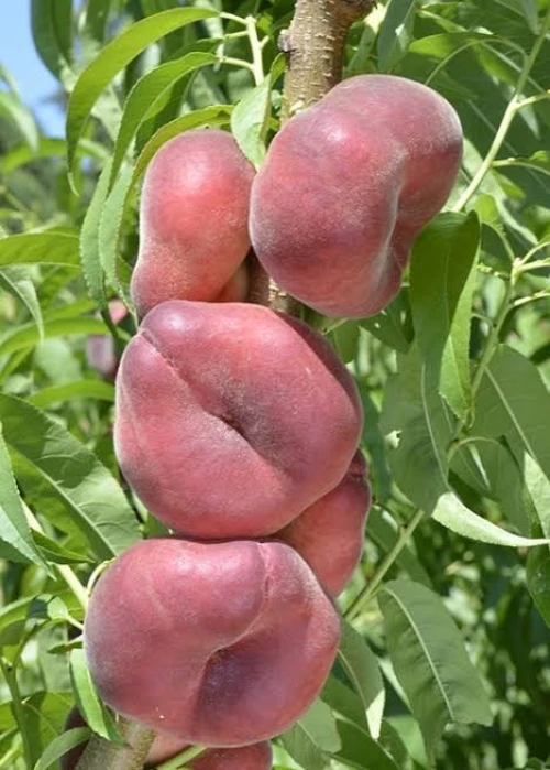 Pêche plate أشجار الخوخ 
