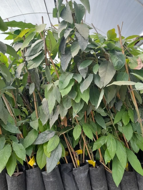 Avocatier clonal 