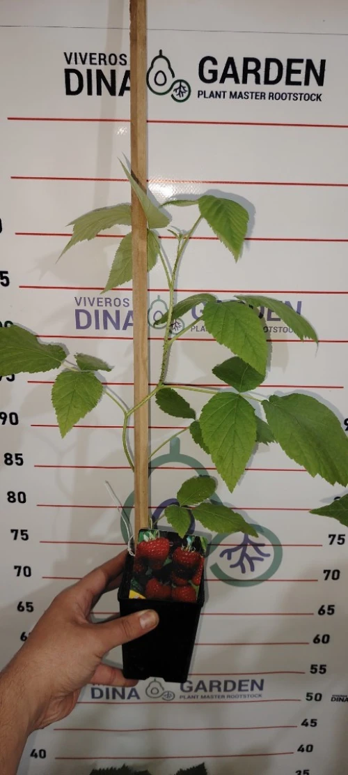 Framboisier importation 33 variété 