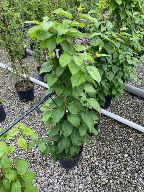 Kiwi rouge ( Purpurna Sadowa )