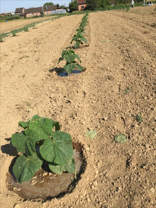 الباولونيا paulownia z07