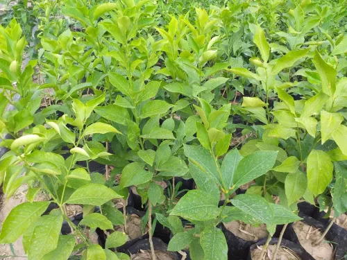 Citron Eurêka ليمون الوريكا 4فصول 
