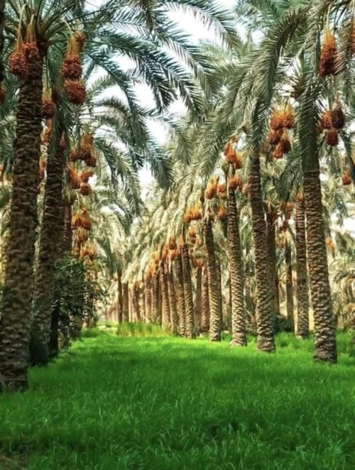 Palmiers dattiers نخيل التمر