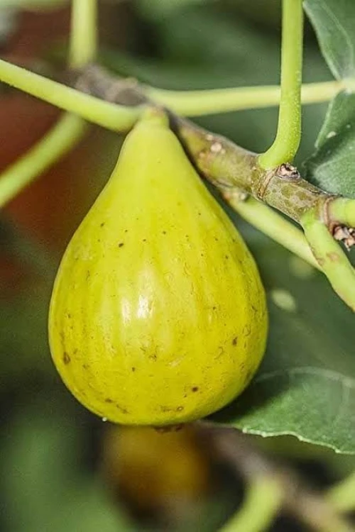 Figuier Dina Garden أشجار التين 