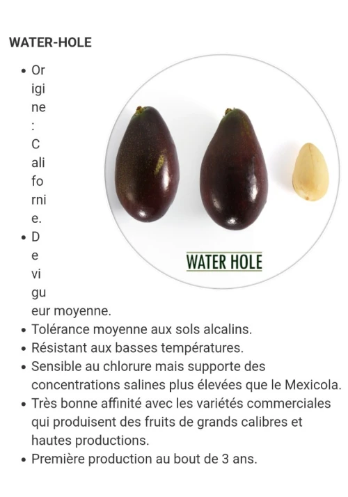 Avocatier clonal 
