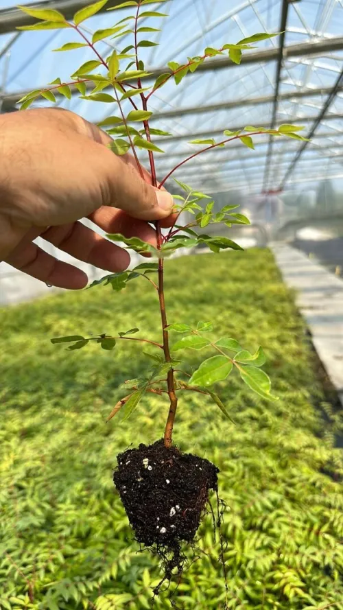 pistachier UCB1 حامل طعم الفستق