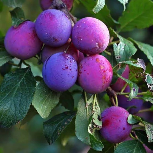 Prunier Mirabel de metz