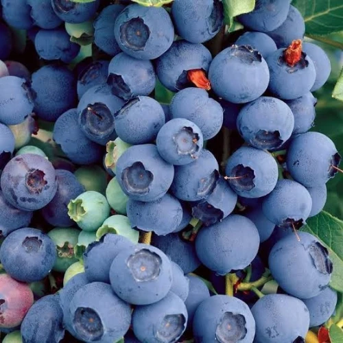 Blueberry (Myrtille) 12 variété