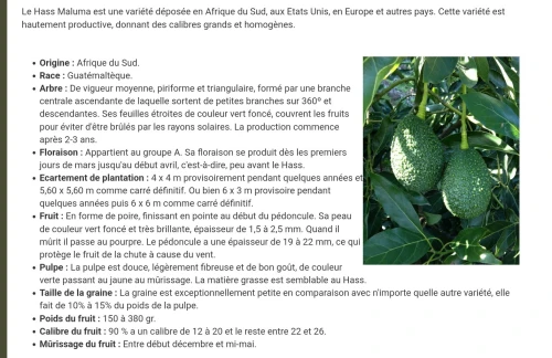 Avocatier clonal 