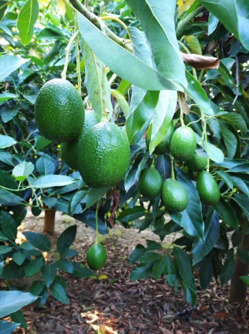 Avocatier clonal 