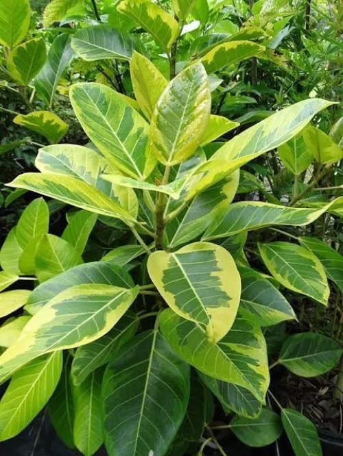 Ficus Dina Garden importation 