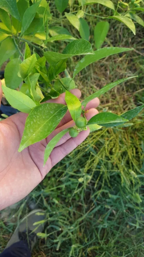 Citron Eurêka ليمون الوريكا 4فصول 