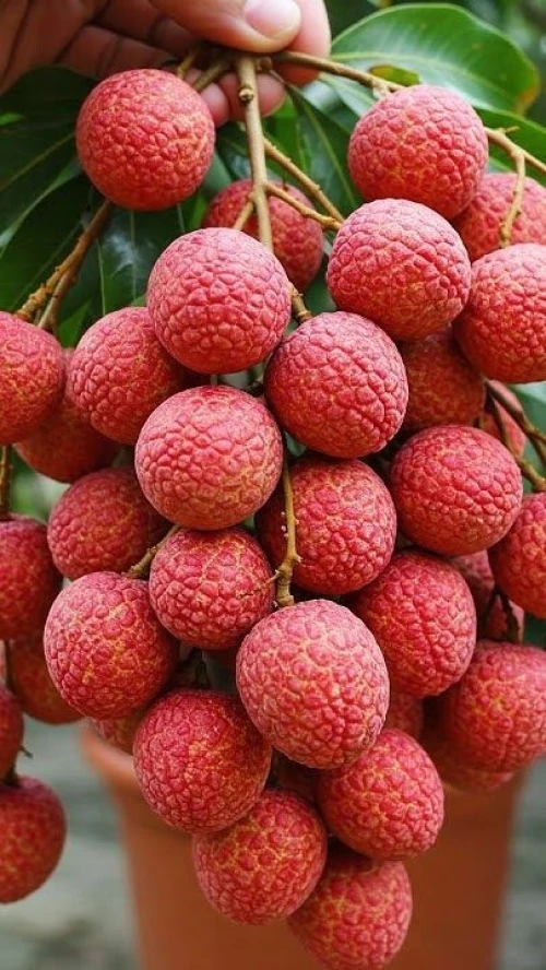 Litchi tree