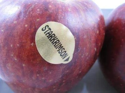Pommier أشجار التفاح 