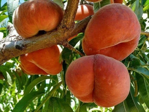 Pêche plate أشجار الخوخ 