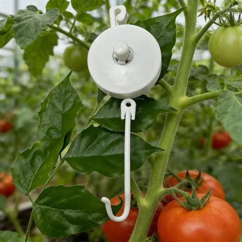 Clip tomate