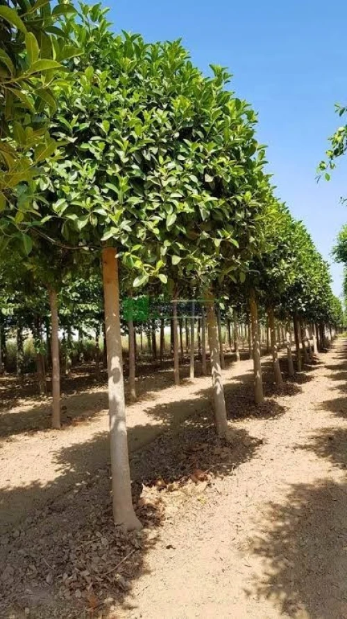 Ficus Dina Garden importation 