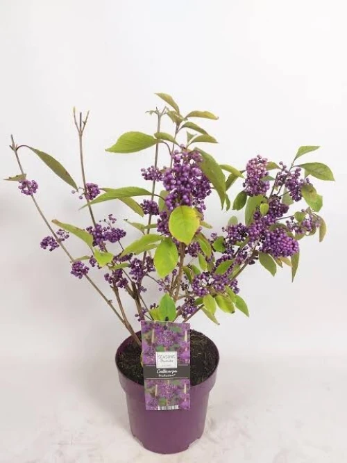 Callicarpa bodinieri
